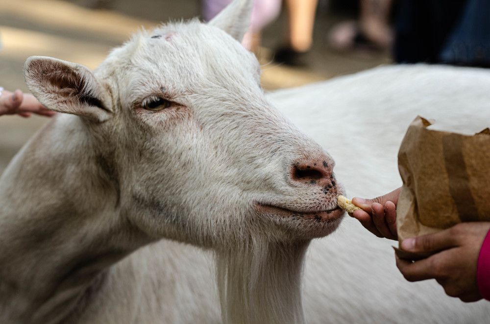 Рога спилили. Печеньку дали. Жизнь налаживается!