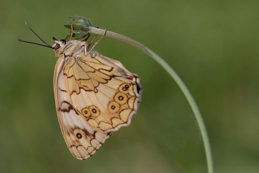 Photograph by Hasan Bayrak