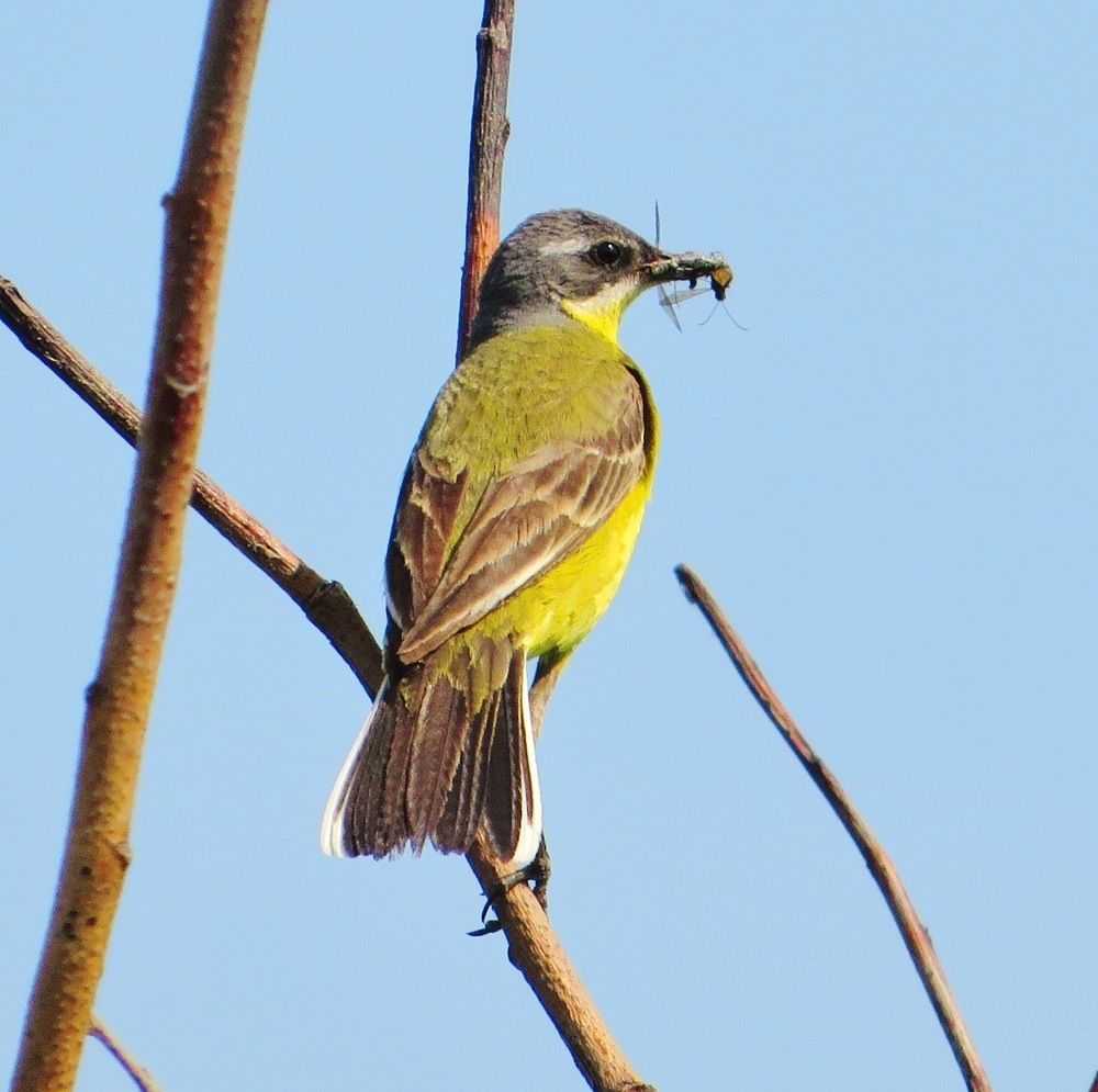 Поймала на обед