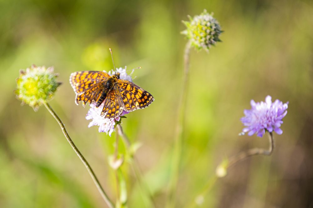 Фотография автора Каргин Валерий