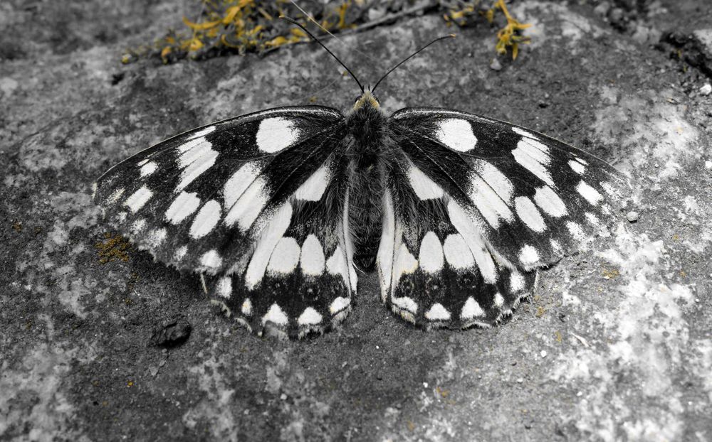 Photograph by John Nicholls