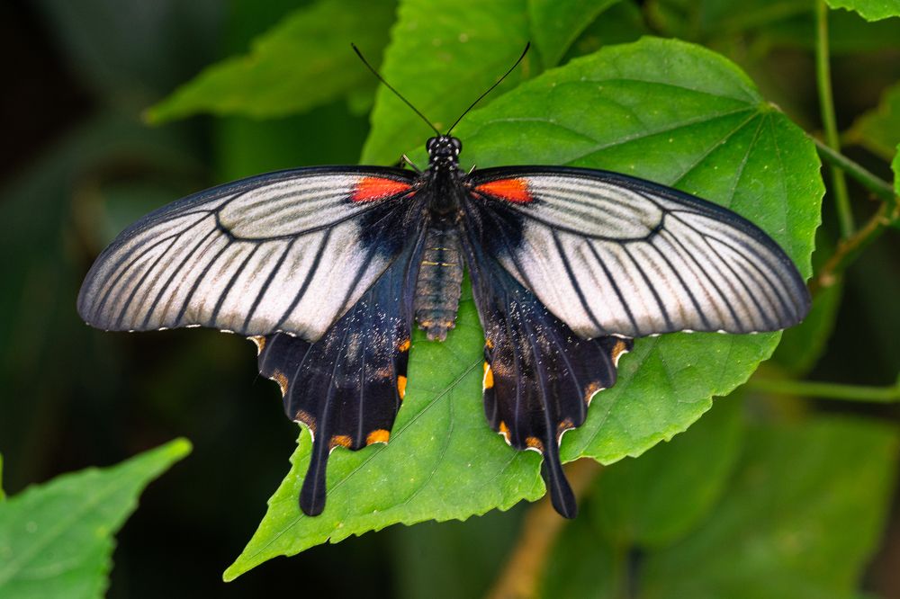 Фотография автора Julia A Caesar