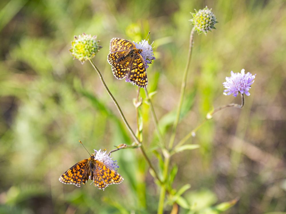 Фотография автора Каргин Валерий