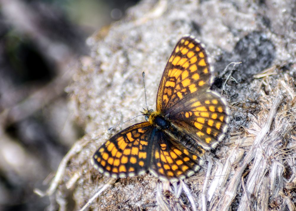 Photograph by Сергей Дишук