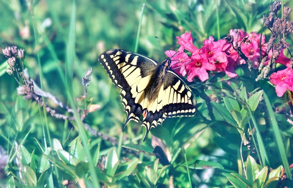 Photograph by Elena Wymann