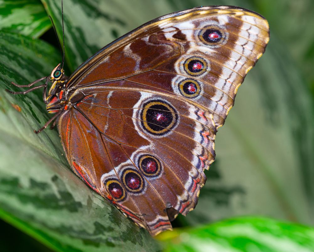 Фотография автора Julia A Caesar