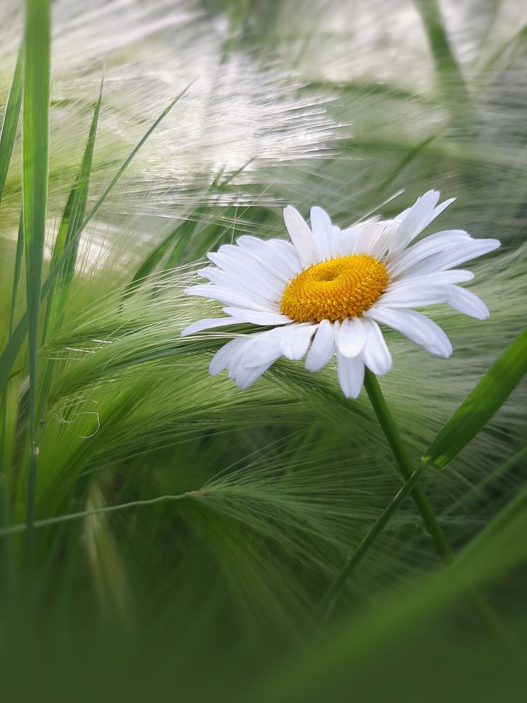 Ромашка в зеленой траве ( №2)