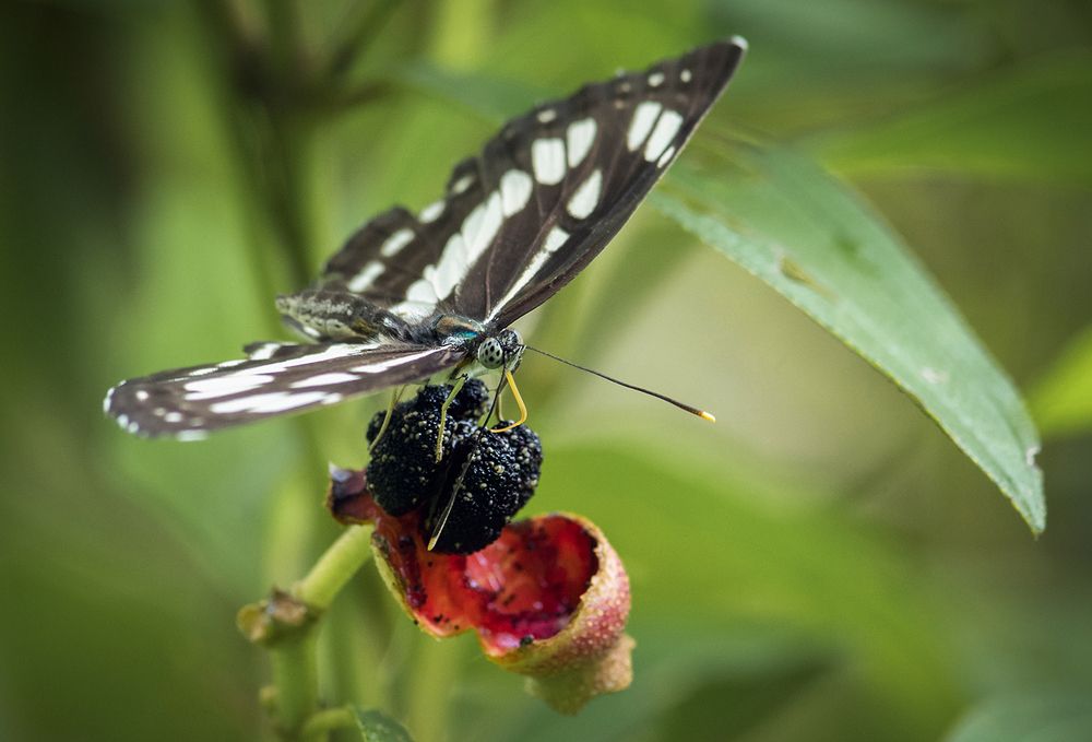 Photograph by QuocToan Nguyen