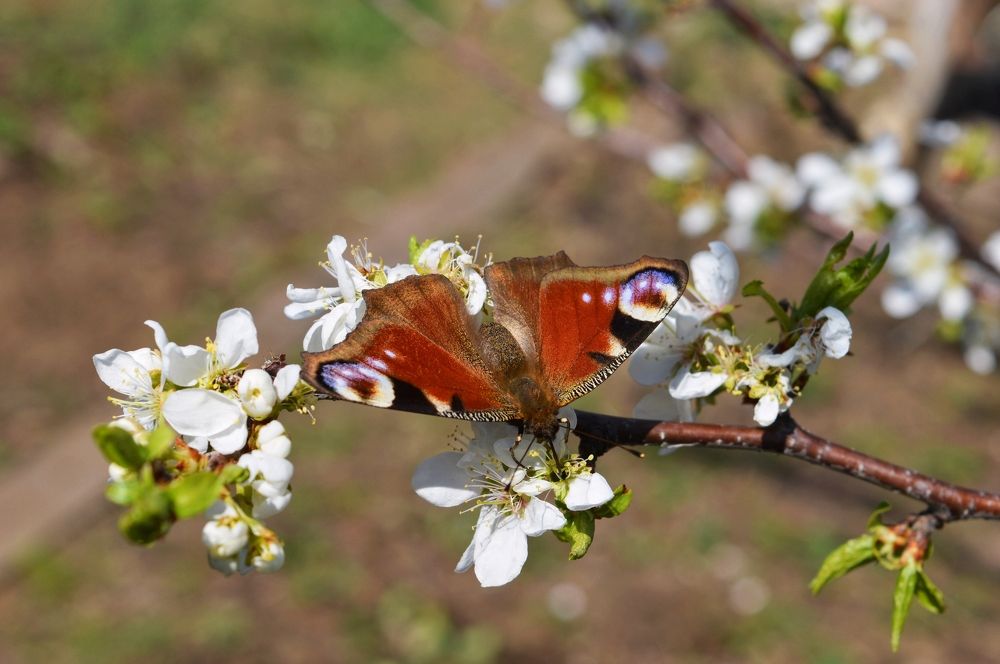 Павлиний глаз.