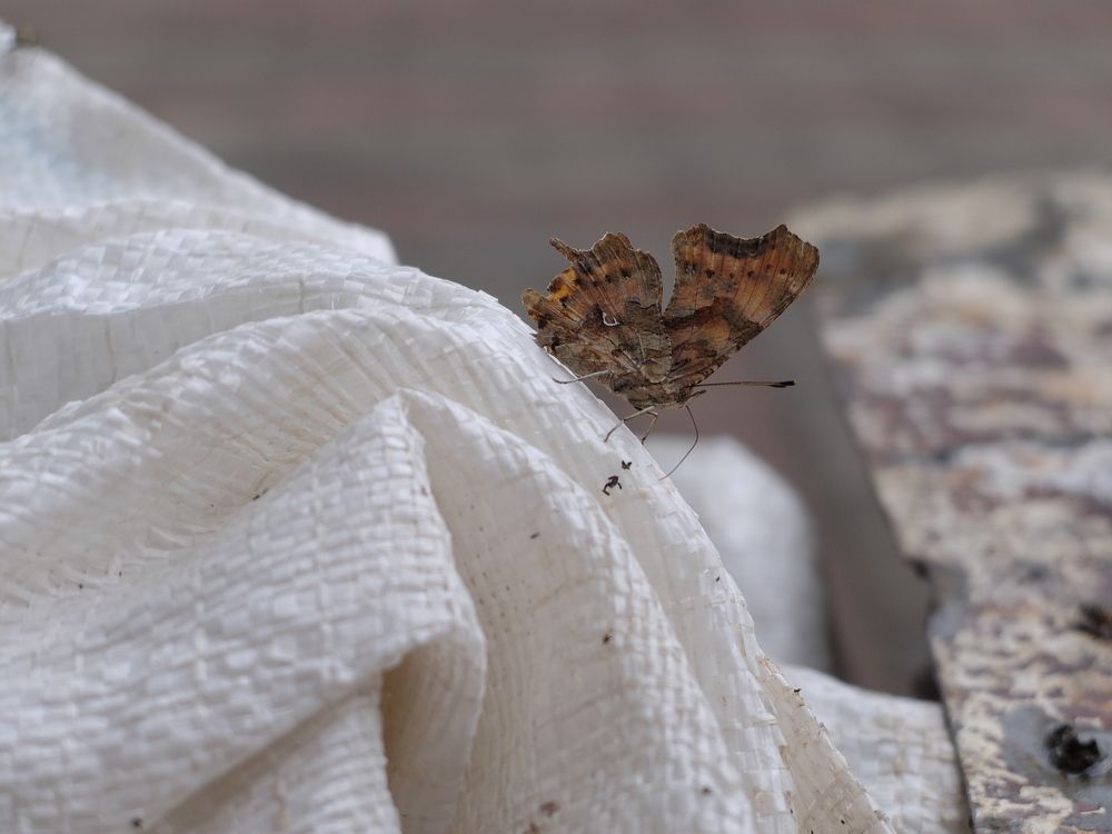 Photograph by ,Бурова Лариса