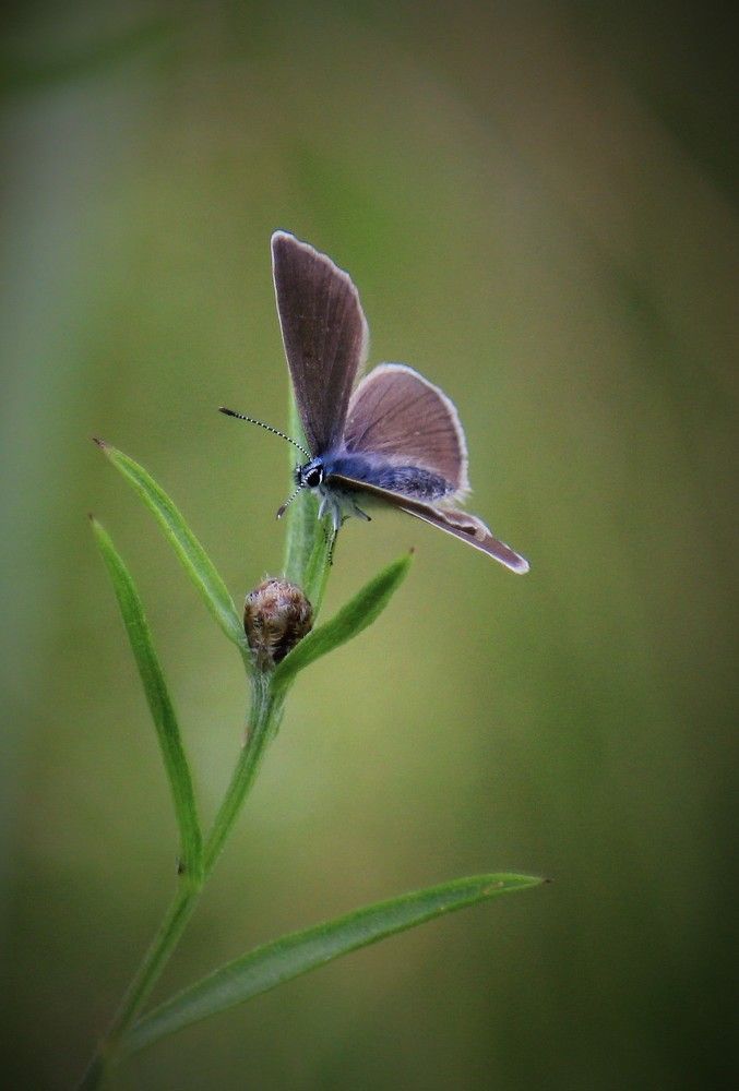 Фотография автора Светлана Терехова