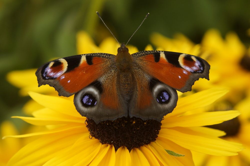 Photograph by Ольга