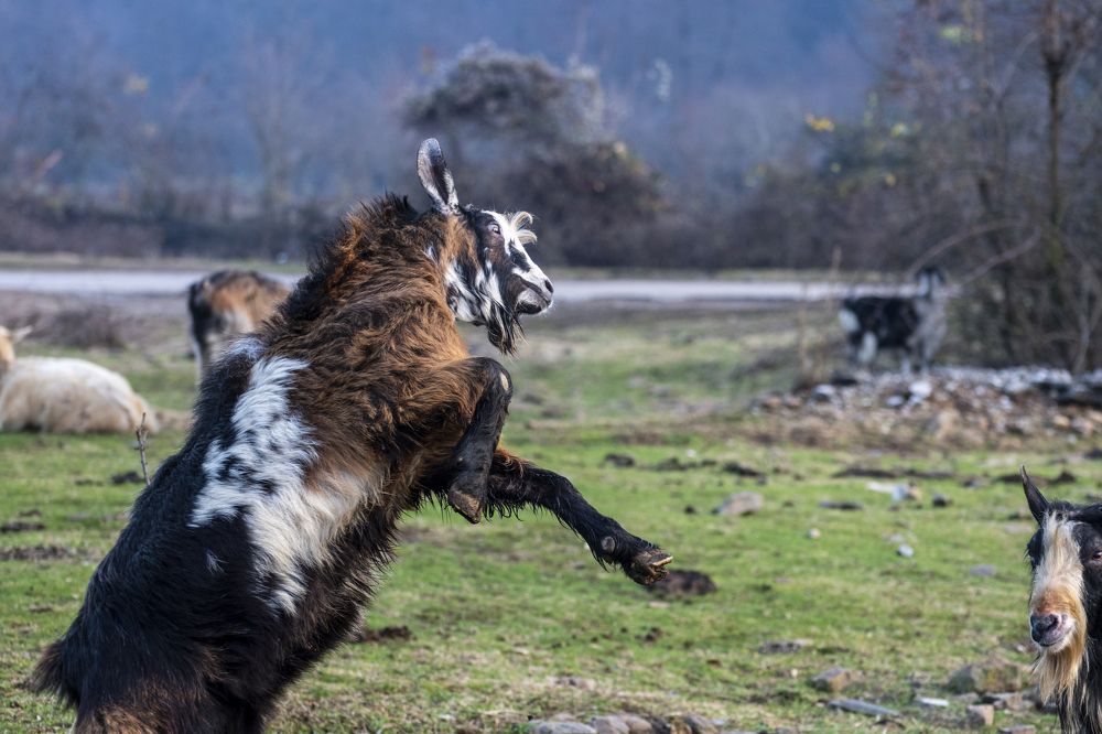 Photograph by Nikolay Dimitrov