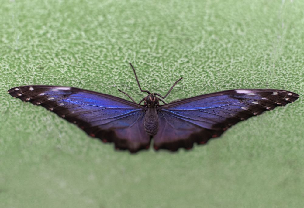 Photograph by Светлана Мельник