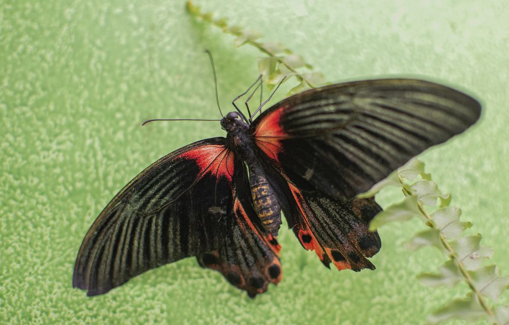 Photograph by Светлана Мельник