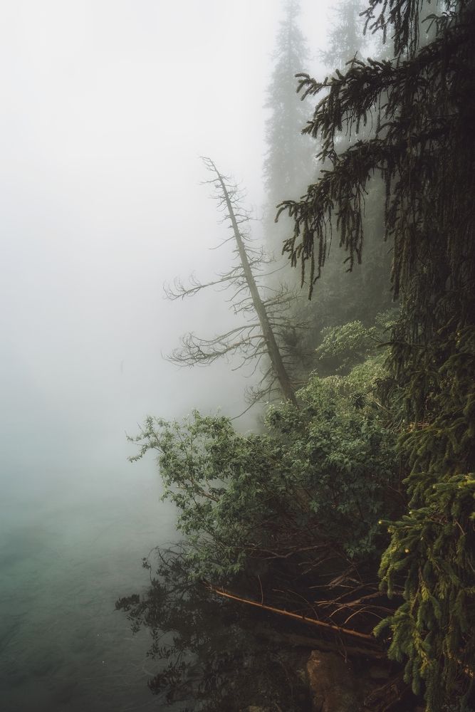 Во власти тумана