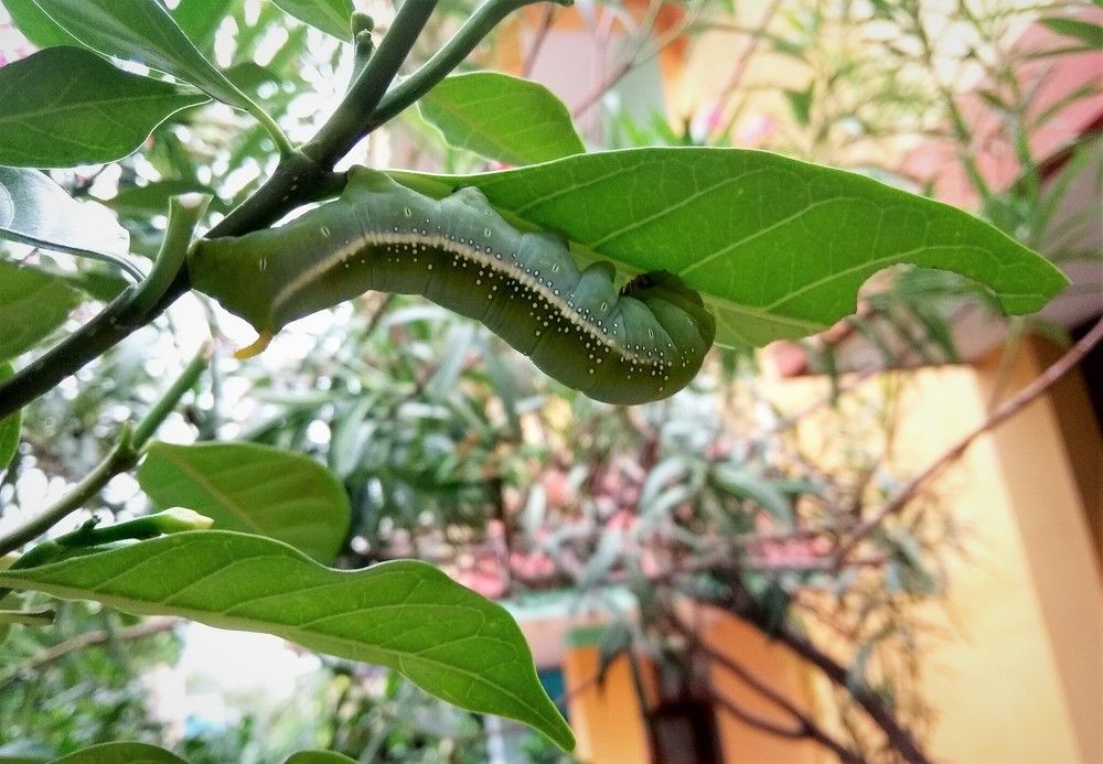 A SPHINGID CATERPILLAR IN ACTION