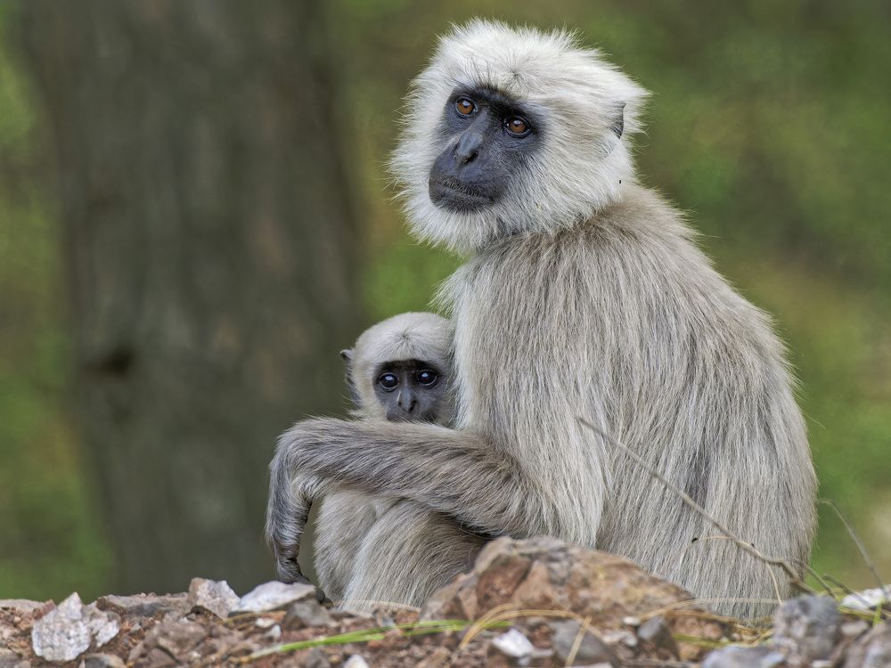 langoor mother and child