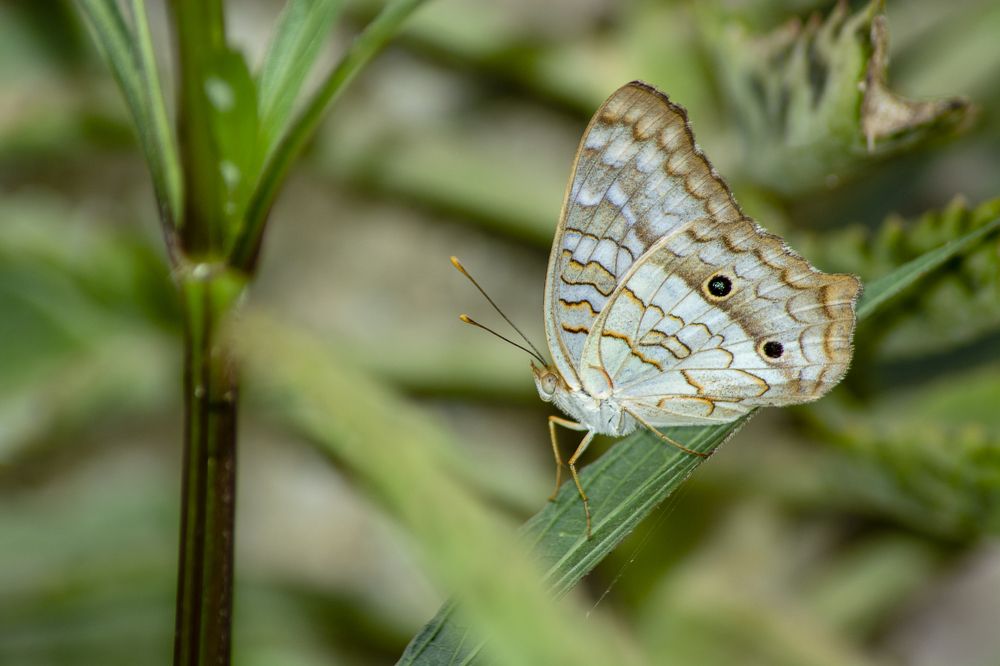 Anartia jatrophae.