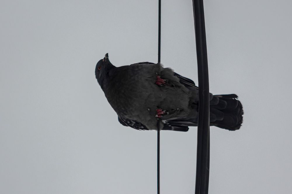 Photograph by Михаил Костыря