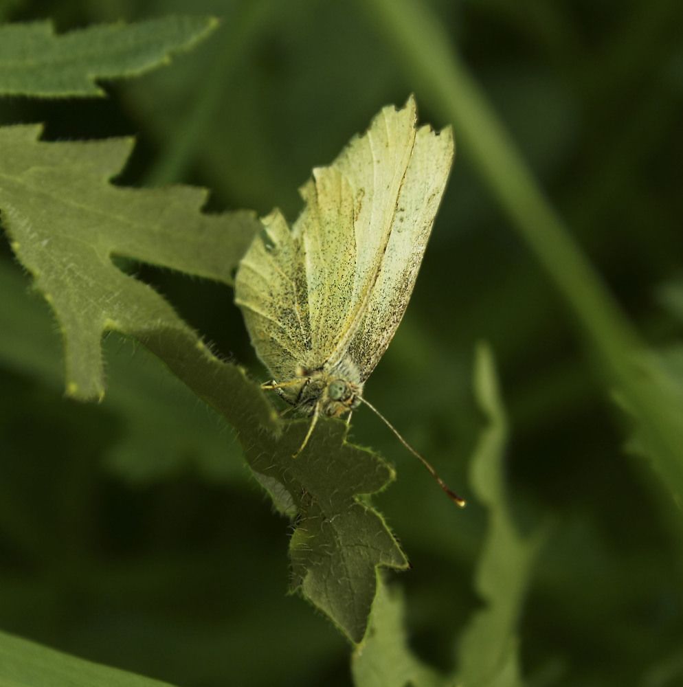 Pieris brassicae