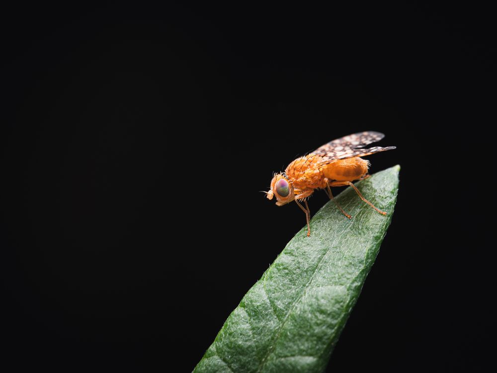 Photograph by Gevork Gukasyan