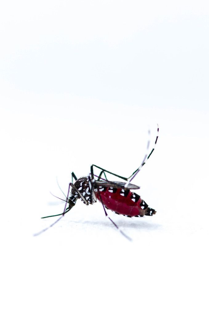 Photograph by Renaud Baldelli