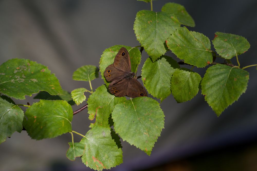 Фотография автора Виктор Конев