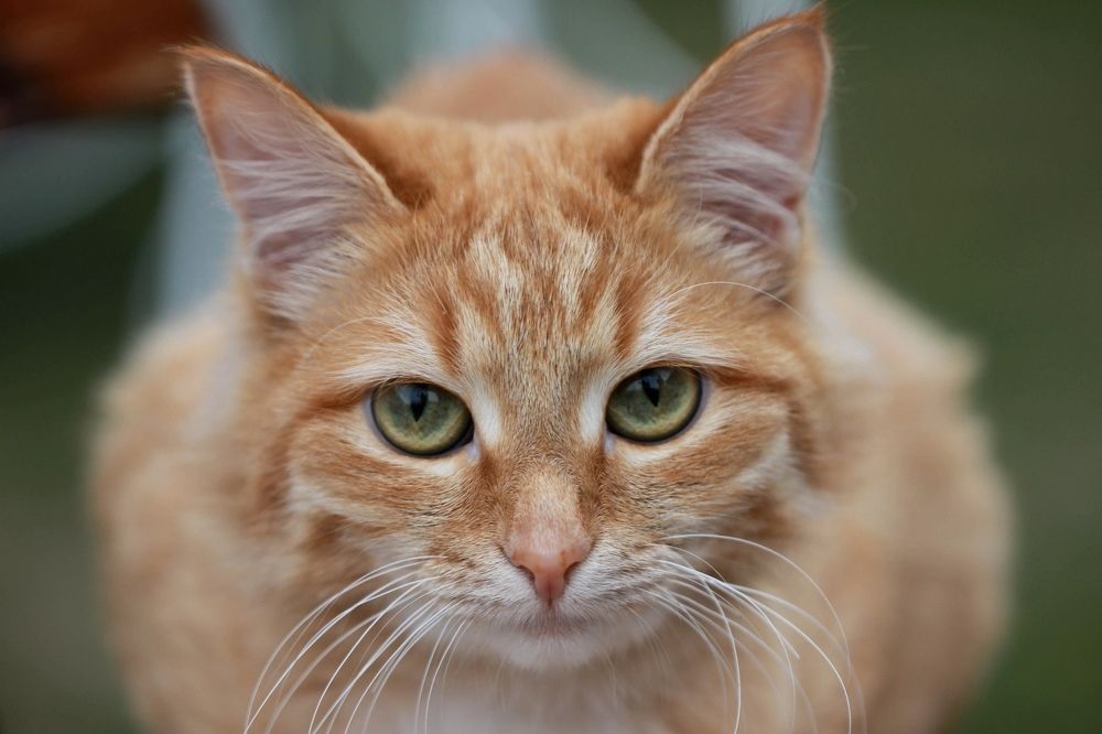 Фотография автора Ираида Гайфуллина