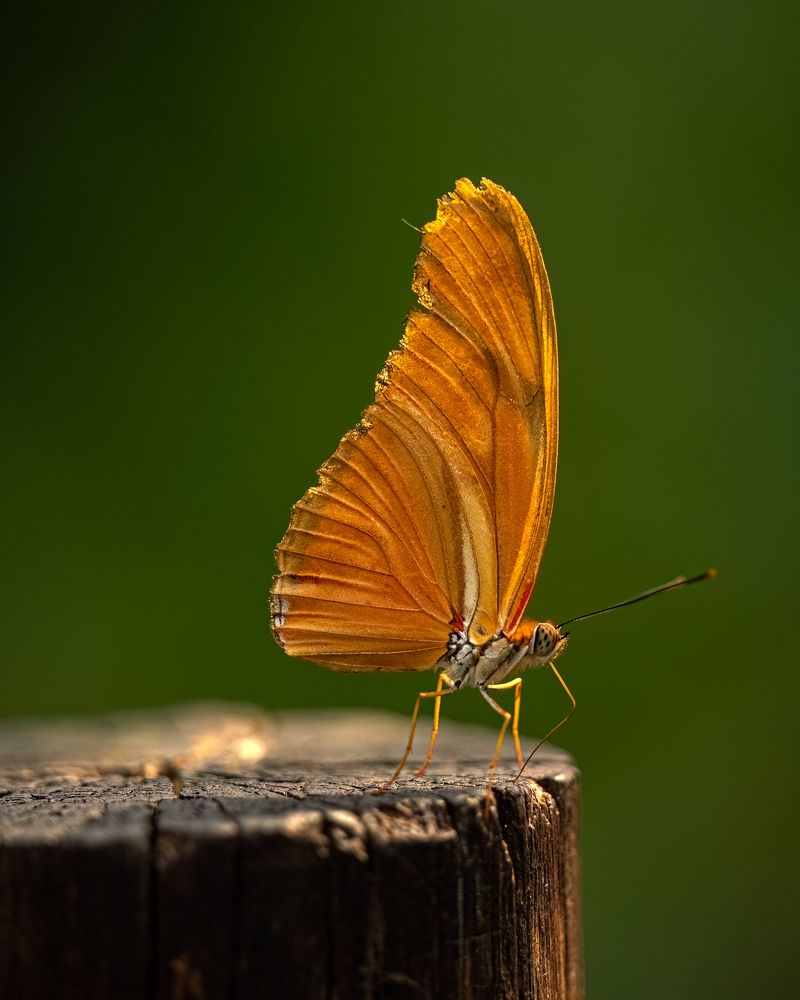 Photograph by Henk Goossens