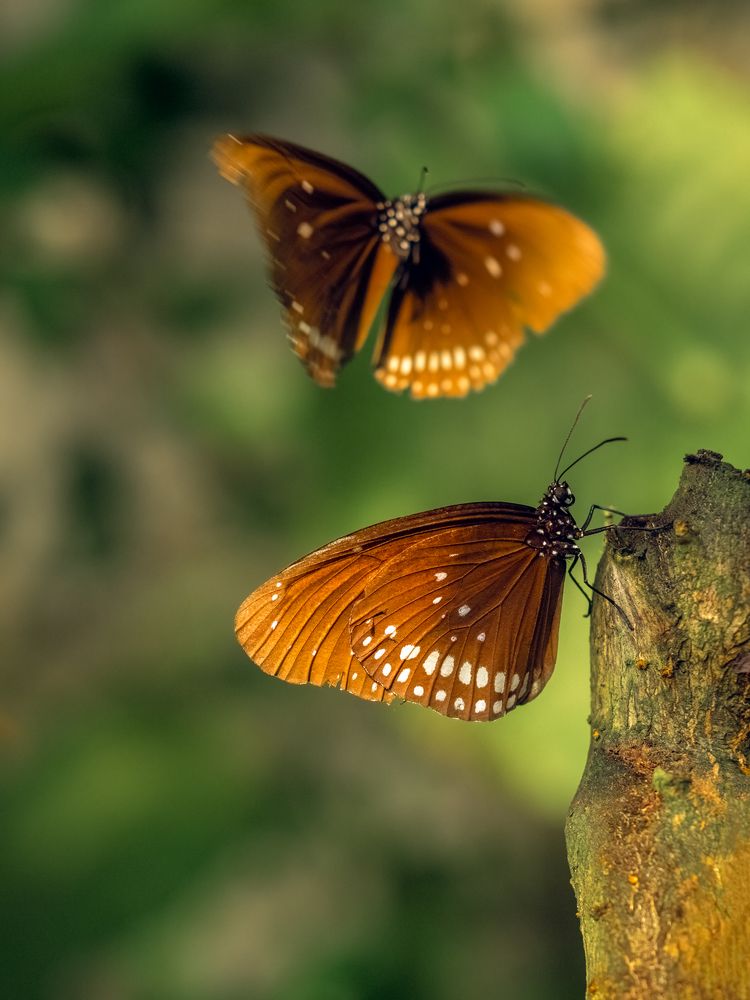 Euploea mulciber/striped blue crow