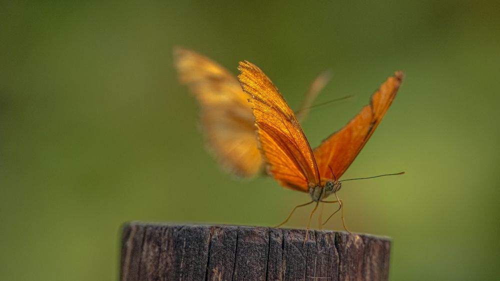 Photograph by Henk Goossens