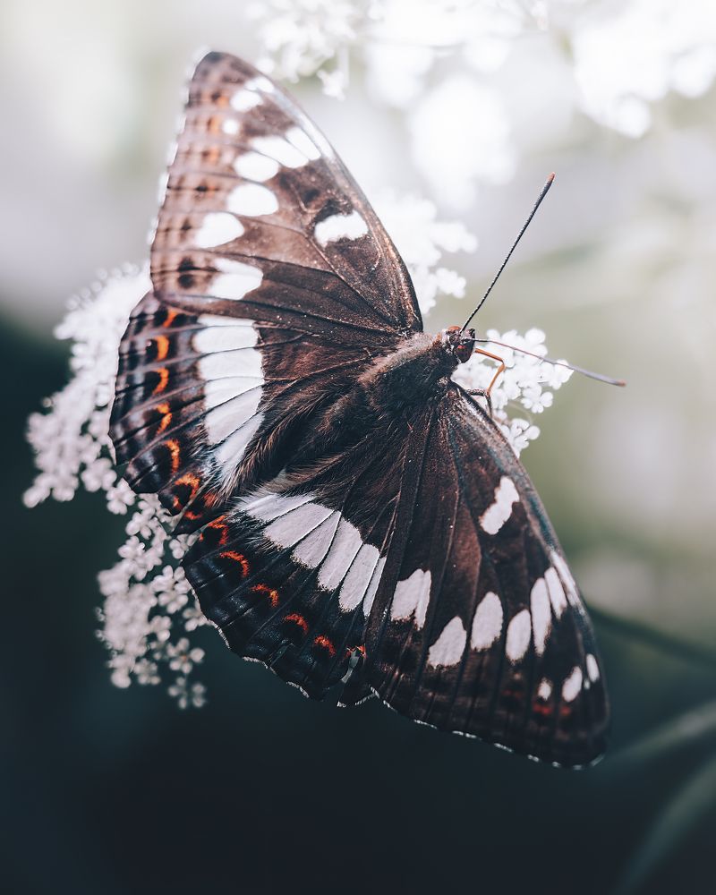 Photograph by Маргарита Смоленская