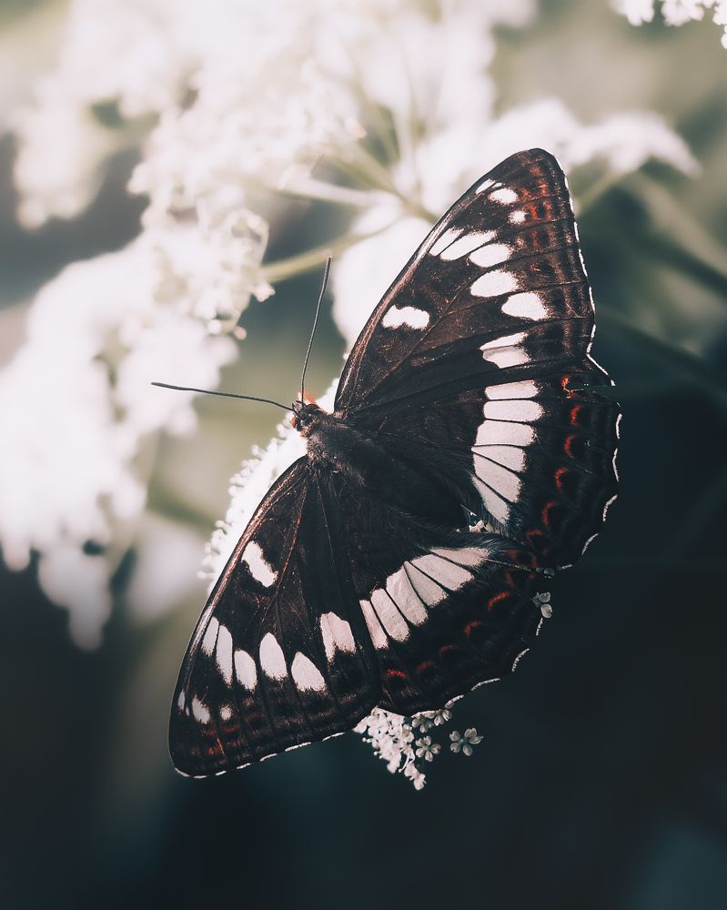 Photograph by Маргарита Смоленская