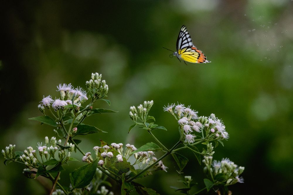 Photograph by Ahamed Jazif