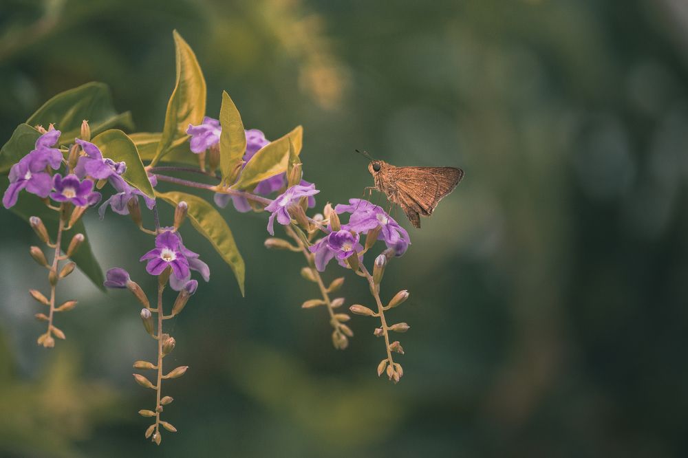 Photograph by Ahamed Jazif