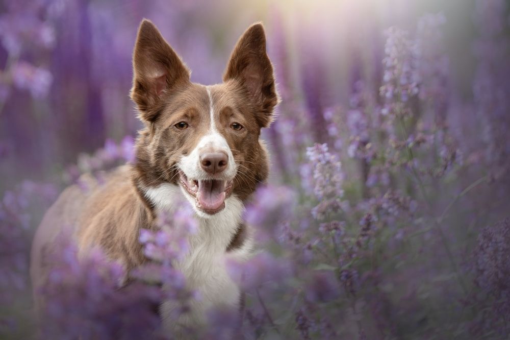 Фотография автора Olga Shmeleva