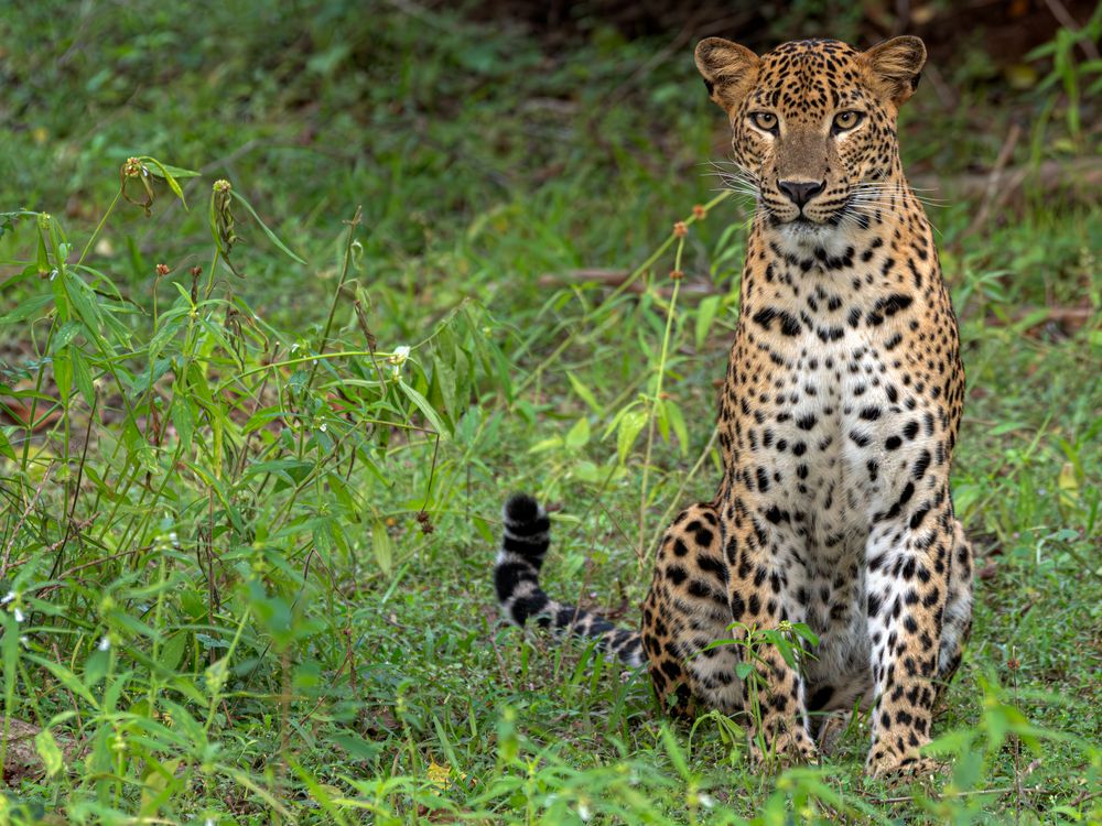 Watching you photographer