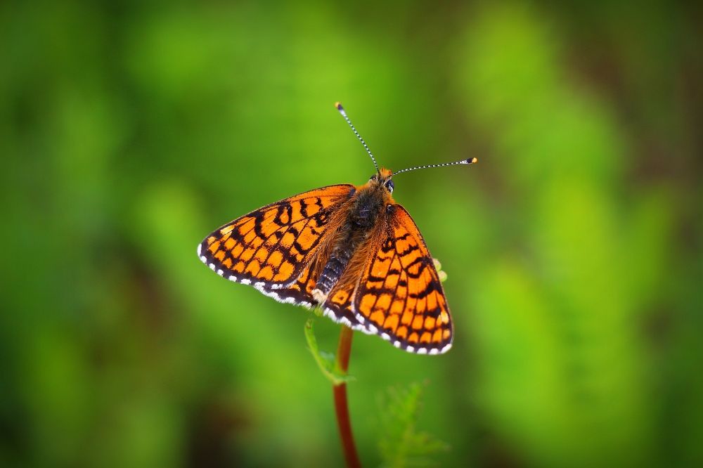 Photograph by Геннадий Натье (Игнатьев)