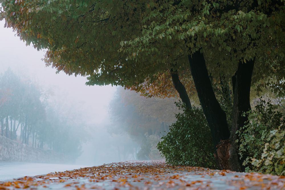 Photograph by Behnam Samipour