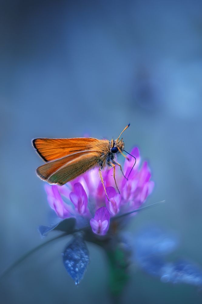 Photograph by Александр Соловьев