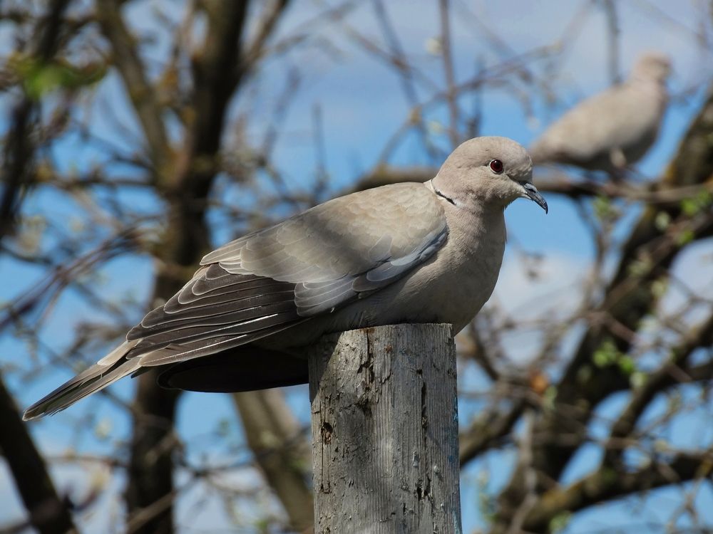 Кольчатая горлица