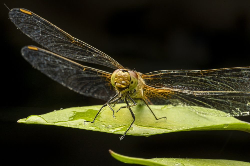 Photograph by Nikolay Nikolaev