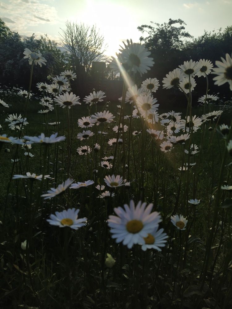 Фотография автора Inna Osminina