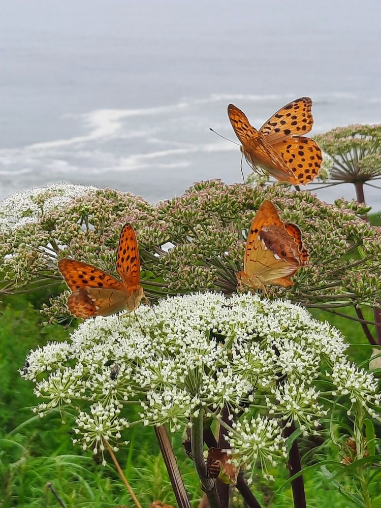 Photograph by Галина Оспищева
