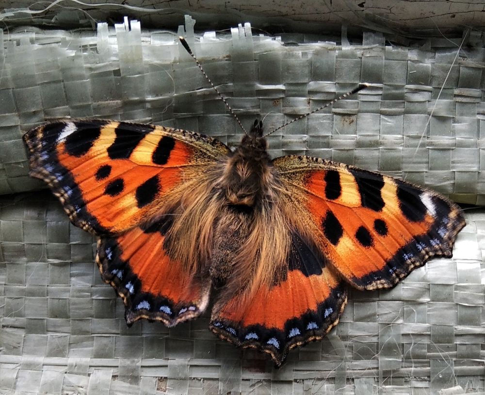 Photograph by Вера Тихомирова