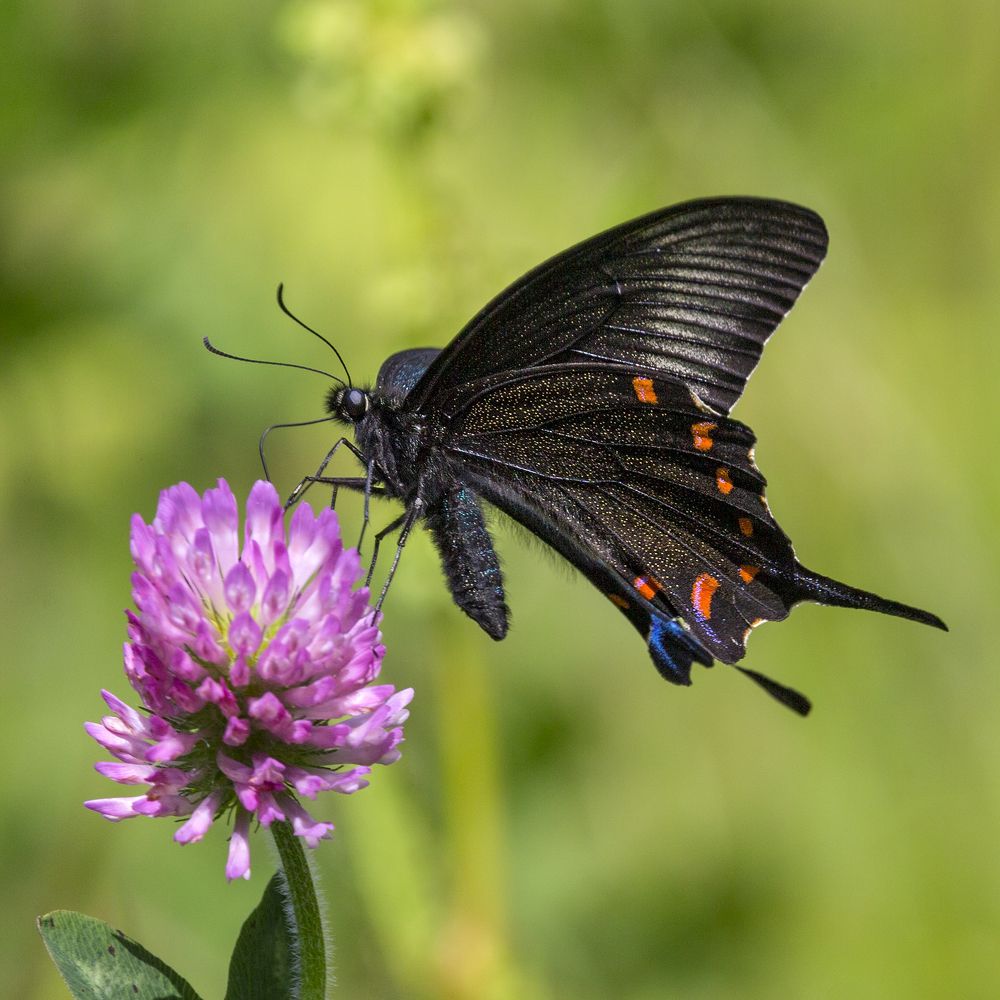 Фотография автора Анатолий Макоедов