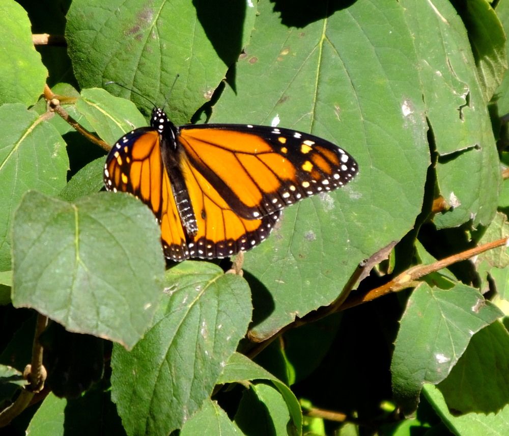 Photograph by Norayr Khazhakyan