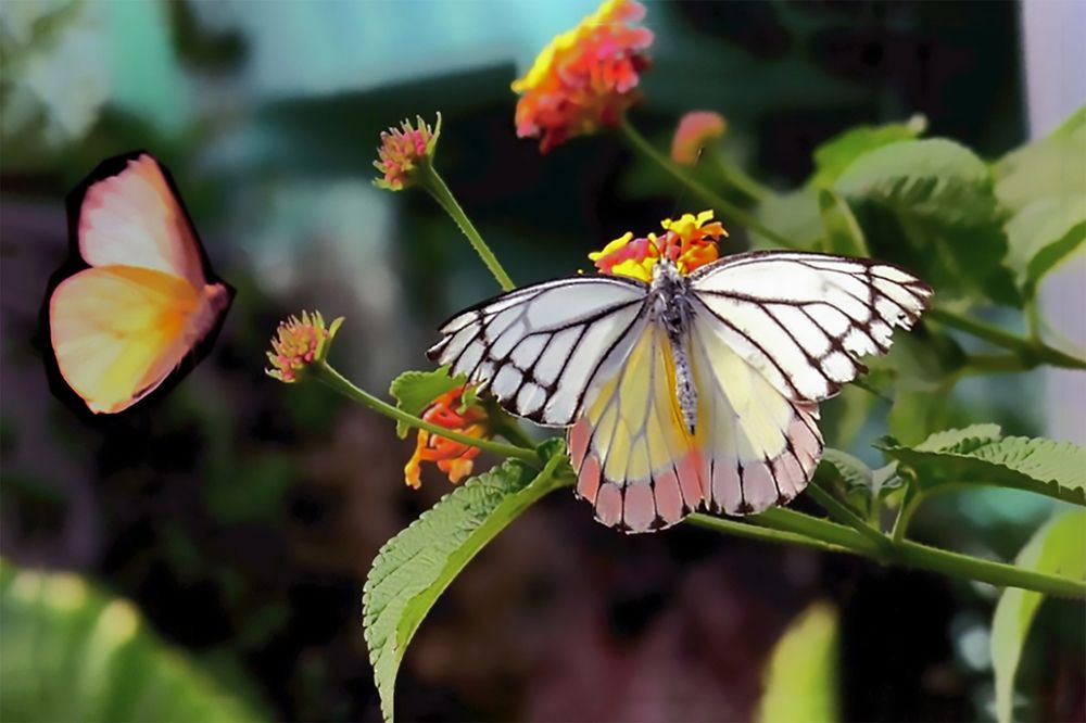 Photograph by Jyoti Bandyopadhyay