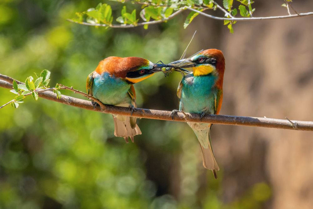 Ухаживание